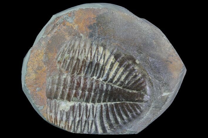 Partial Ogyginus Cordensis - Classic British Trilobite #75920